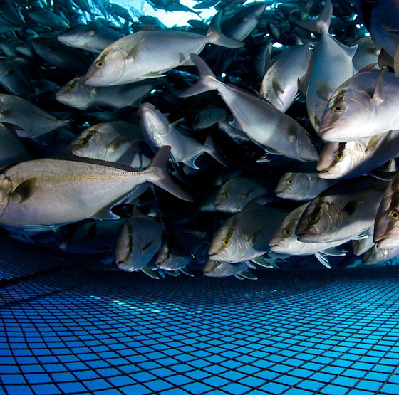 การประยุกต์ใช้เครื่องกำเนิดออกซิเจน PSA